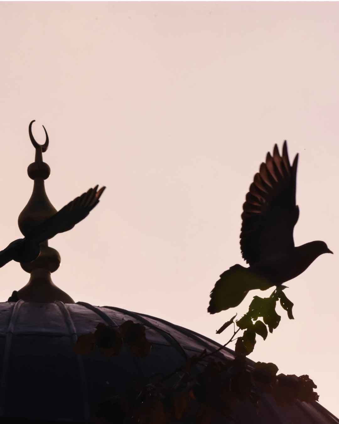 Fred, kjærlighet & kunnskap